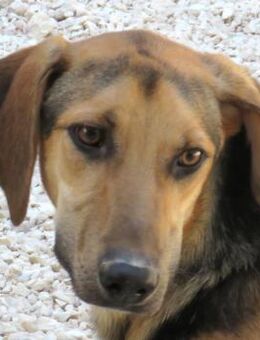 Rasko -im Sack ausgesetzt- - Oldenburg