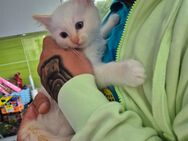 Süsser Kater Heilige Birma mix - Würenlingen