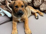 Welpen Großer Schweizer Sennenhund x Rhodesian Ridgeback - Nörvenich