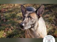 Flower: Liebevolle Malinois-Mix-Hündin - Kirchzell