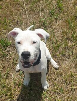 7 Monate alte Dogo Argentino Hündin - Meiningen