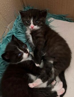 2 Babykatze - Barwedel