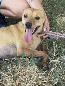 Kleiner EDDIE sucht SEIN Zuhause ♥️ - München