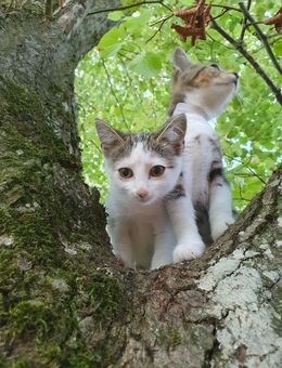 Kitten Katzenbabies BKH Kittenpärchen - Ingolstadt