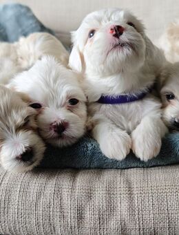 Maltipoo Welpen - Kiel