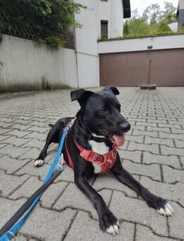 Stoki, stubenreiner Herzensbrecher, 5J - Vaterstetten