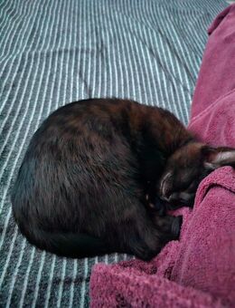 Bombay Katze 5 Monaten - Lehrte