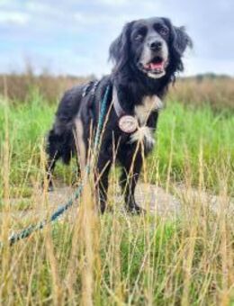 Amy - Ein bezauberndes Hundeherz - Eixen