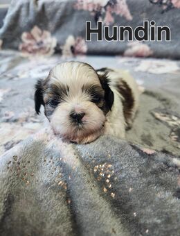 Shih tzu welpen - Güstrow