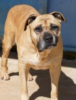 Masha, Notfall im Canile - Bad Vilbel