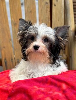 Biewer und Biro Yorkshire Terrier - Wiesbaden