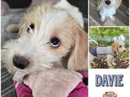 DAVIE * Minihundekind mit Topnase - Duisburg