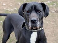 Zarte Dogge sucht neues Zuhause - Templin