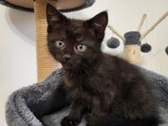 Kitten suchen liebevolles Zuhause - Remscheid