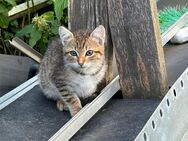 Katzenbabys zu verkaufen - Villingen-Schwenningen