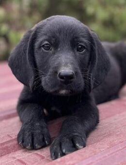 Aga - Aufgeweckter Welpe sucht Zuhause - Berlin