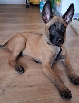 Belgischer Schäferhund Welpe - Peine
