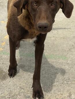 sanfte Schönheit MOLLY sucht Zuhause - Berlin