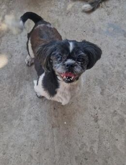 Milly; süße Prinzessin - Geilenkirchen