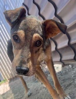 Aike sanfte Hündin...es eilt! - Kallmünz