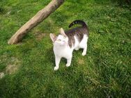 Odin - sanfter Begleiter sucht Zuhause - Walluf