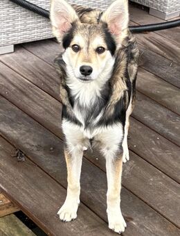 Wunderschöne Junghündin Mable auf Pflegestelle in Langenfeld - Langenfeld (Rheinland)