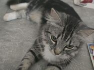 Eine 9monate alte Katze suchen noch ein Zuhause - Kaarst Zentrum