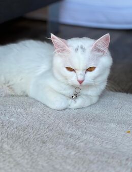 Kitty sucht ein liebevolles Zuhause 🐾 - Essen