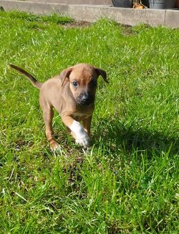 Rhodesian Ridgeback Welpen sind besuchsbereit - Oberrot