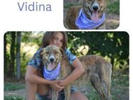 Vidina - Wendelstein