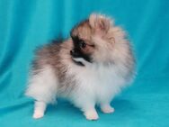 Zwergspitz/Pomeranian mini Boy - Bad Rappenau