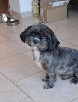 Mushu, sensibler Hundemann sucht Familie - Unterföhring