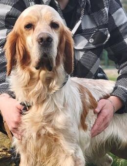 Oliver - unglaublich schöner Setterbub - Würzburg