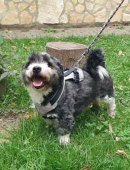 Leo, kleiner frecher Sturkopf - Quedlinburg