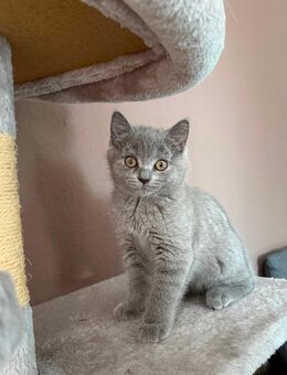 BKH verspielter Kater - Düren