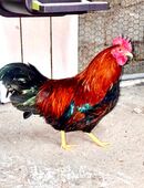 Hahn, Zwerg Welsumer, Maran Hahn in 67259