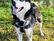 BANDIT - sozial verspielt voller Energie - Overath