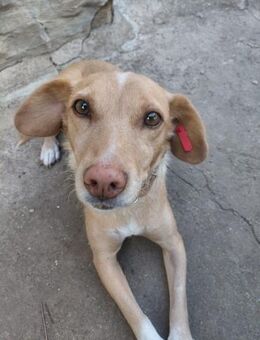 Süße Ronja möchte eine Familie - Berlin