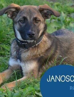 Aufgeschlossen Janosch such sein Zuhause - Tarmstedt