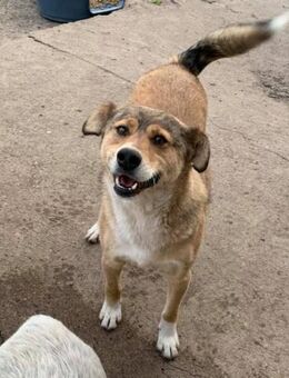 PEPI - ein Gesicht zum Knutschen - Sulzbach-Laufen