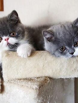 blauweiße Kurzhaar-Perser-Kitten mit Papiere - Sülstorf