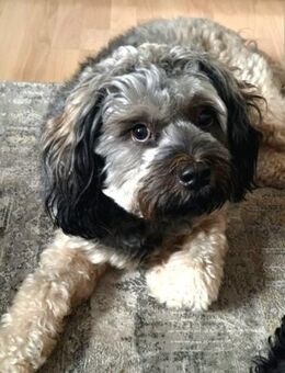 Neues Zuhause gesucht für Yoshi - Neustadt (Rübenberge)