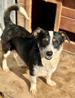 Kimani - neugierige Hundedame - Löwenberger Land
