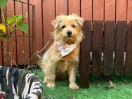 💞Tilda💞4 Monate Yorkshire Terrier Mix - Kassel