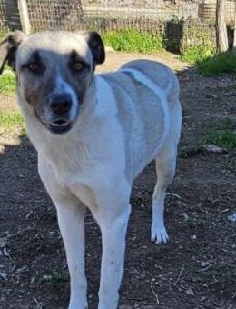 TIMMIE - niedliche Hündin sucht Familie - Aerzen