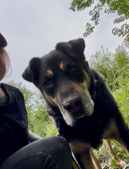 Gnadenplatz für Mopi gesucht♥️ - Berlin