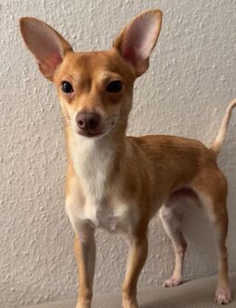 Deckrüde Chapo - Mannheim