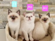 BKH-Kitten - Hahnenbach