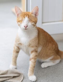 Niko sucht liebevolles Zuhause - Bergheim (Nordrhein-Westfalen)