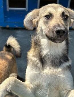 ❣️Molly - Junge Traumhündin🙏❣️ - Eislingen (Fils)